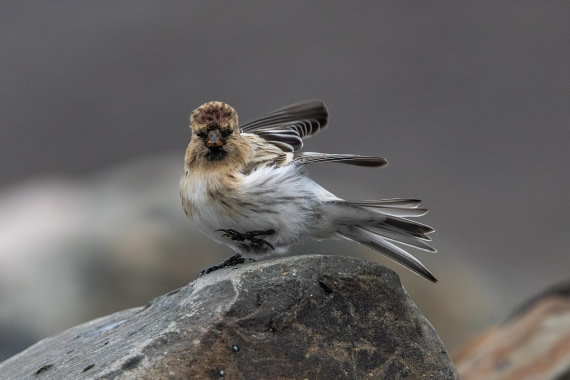 HDS12-25, Day 8,  5D5A6804.jpg © Unknown photographer - Oceanwide Expeditions.jpg
