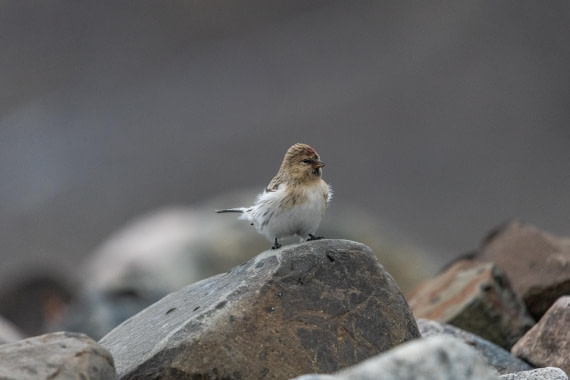 HDS12-25, Day 8,  5D5A6810.jpg © Unknown photographer - Oceanwide Expeditions.jpg
