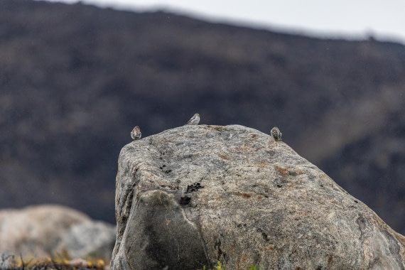 HDS12-25, Day 8,  5D5A6812.jpg © Unknown photographer - Oceanwide Expeditions.jpg