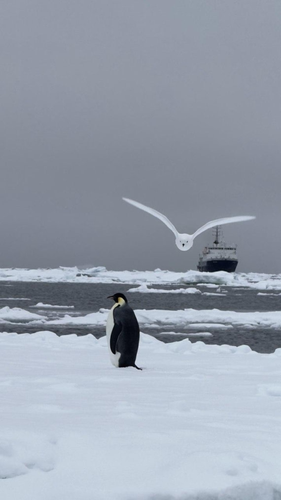 WhiteStorm_EmperiorPenguin_Ship