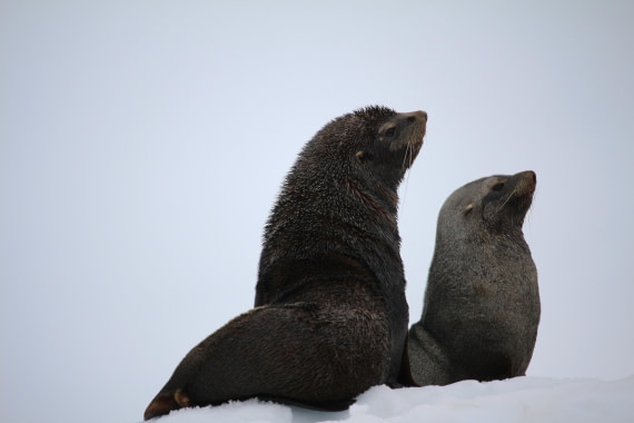 Looking together in the same direction