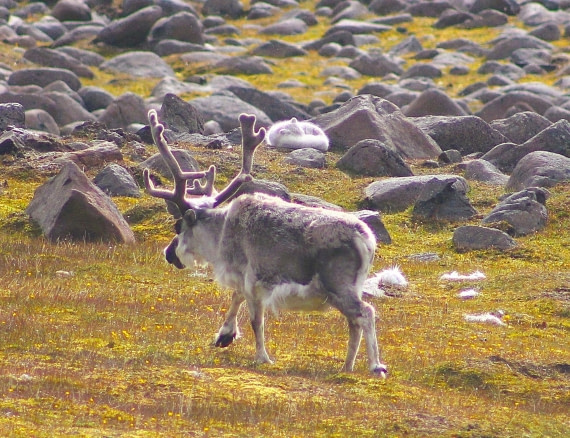 Arctic fox and Reindeer at Sundneset - Arctic Companions