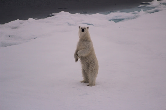 Arctic fox and Reindeer at Sundneset - Arctic Companions