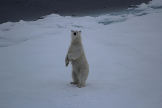 White Monarch Rising – at 82° North (part 2)