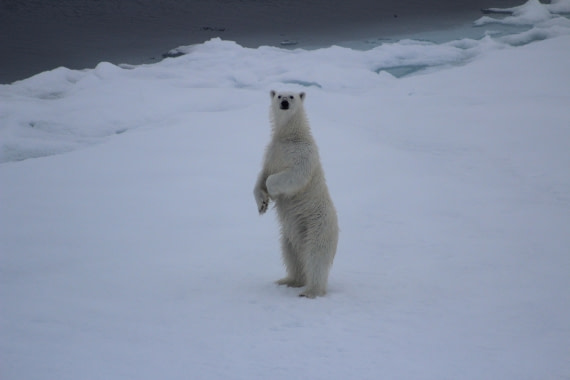 White Monarch Rising – at 82° North (part 4)