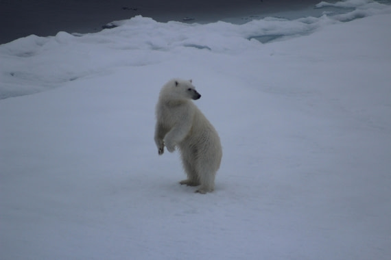 White Monarch Rising – at 82° North (part 6)