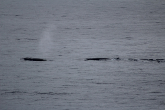 Sei whales surfacing at 78° North (heading from Isfjorden into Greenland Sea near Prins Karls Forland)