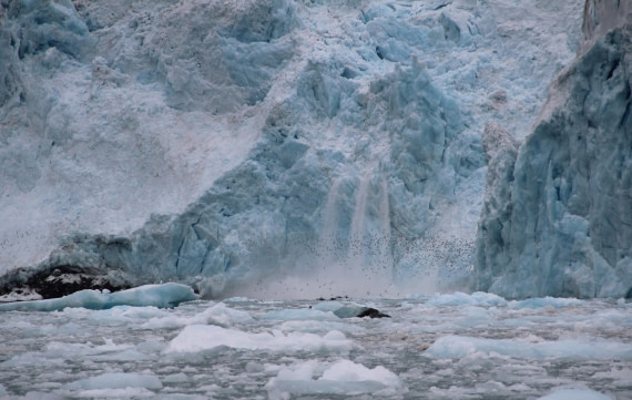Calving Glacier with Arctic Birds – Monacobreen (#2)