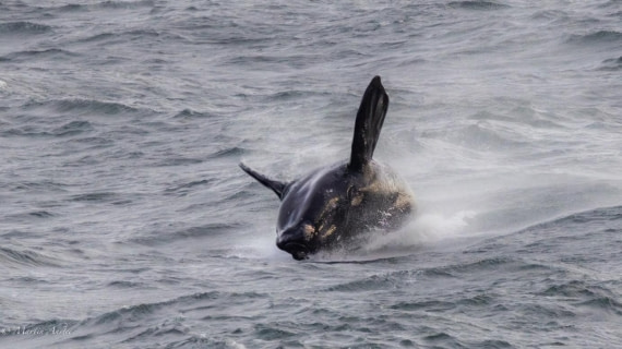 OTL21-25, Day 1, Picture3.jpg © Martin Anstee - Oceanwide Expeditions.jpg