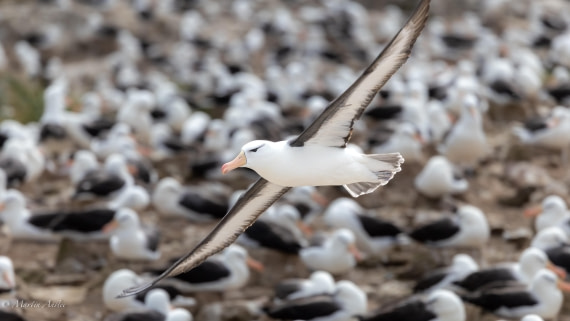 OTL21-25, Day 3, 0Q9A9183.jpg © Martin Anstee - Oceanwide Expeditions.jpg