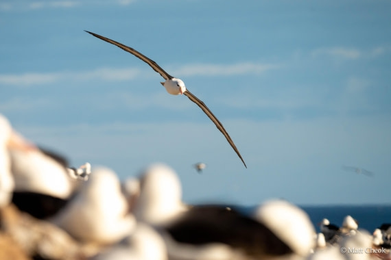 OTL21-25, Day 3, Matt Cheok - Day 3 - Steeple Jason-1.jpg © Matt Cheok - Oceanwide Expeditions.jpg