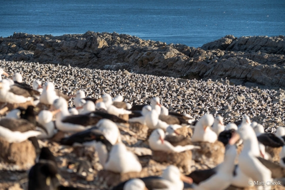 OTL21-25, Day 3, Matt Cheok - Day 3 - Steeple Jason-3.jpg © Matt Cheok - Oceanwide Expeditions.jpg