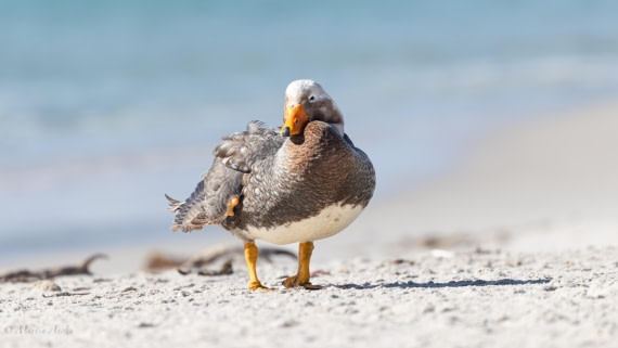 OTL21-25, Day 4, 0Q9A9567.jpg © Martin Anstee - Oceanwide Expeditions.jpg