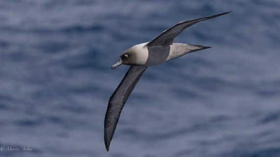 OTL21-25, Day 6, Picture22.jpg © Martin Anstee - Oceanwide Expeditions.jpg