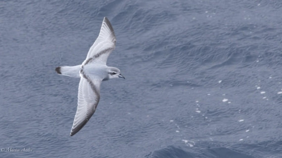 OTL21-25, Day 6, Picture23.jpg © Martin Anstee - Oceanwide Expeditions.jpg