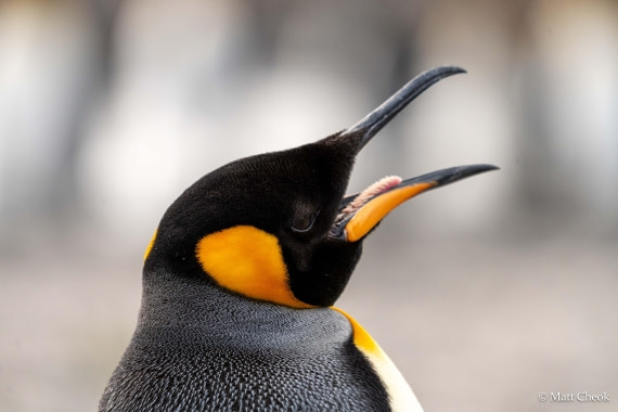 OTL21-25, Day 8, Matt Cheok - Day 8 - 29 October 2025, Fortuna, Stromness-2.jpg © Matt Cheok - Oceanwide Expeditions.jpg