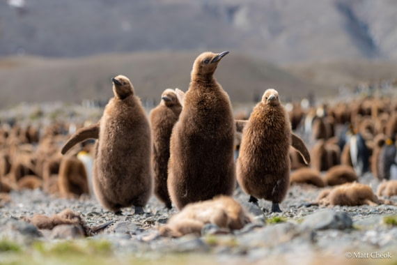 OTL21-25, Day 8, Matt Cheok - Day 8 - 29 October 2025, Fortuna, Stromness-4.jpg © Matt Cheok - Oceanwide Expeditions.jpg