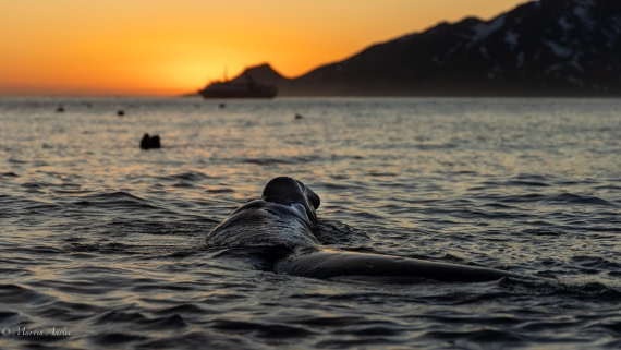 OTL21-25, Day 9, 095A5260-2.jpg © Martin Anstee - Oceanwide Expeditions.jpg