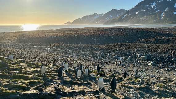 OTL21-25, Day 9, St. Andrew's Bay King colony.jpeg © Allan White - Oceanwide Expeditions.jpeg