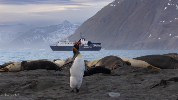 OTL21-25, Day 11, 0Q9A3508.jpg © Martin Anstee - Oceanwide Expeditions.jpg