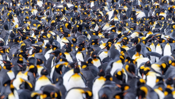 OTL21-25, Day 11, 0Q9A3521.jpg © Martin Anstee - Oceanwide Expeditions.jpg