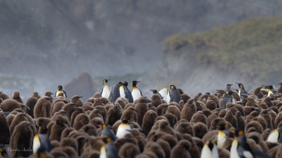 OTL21-25, Day 11, 0Q9A3524.jpg © Martin Anstee - Oceanwide Expeditions.jpg