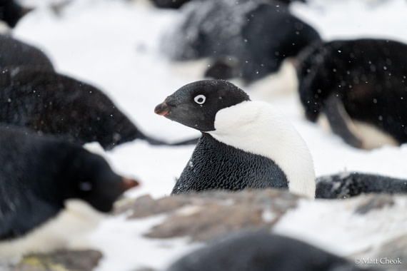 OTL21-25, Day 13, Matt Cheok - 3 November 2025 - South Orkneys-2.jpg © Matt Cheok - Oceanwide Expeditions.jpg