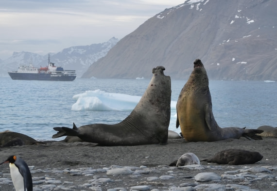 Elephant Seals