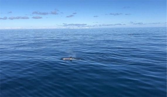 HDS22-25, Day 4, Orca © Unknown photographer - Oceanwide Expeditions.jpg