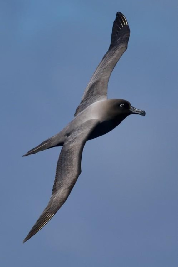 HDS22-25, Day 9, Bird 1 © Unknown photographer - Oceanwide Expeditions.jpg