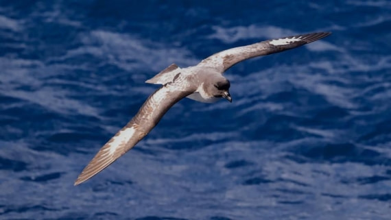 HDS22-25, Day 9, Bird 2 © Unknown photographer - Oceanwide Expeditions.jpg