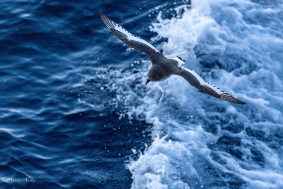 OTL22-25, Day 3, 0Q9A3922.jpg © Martin Anstee - Oceanwide Expeditions.jpg