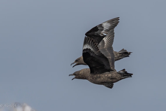 OTL22-25, Day 3, 0Q9A3954.jpg © Martin Anstee - Oceanwide Expeditions.jpg