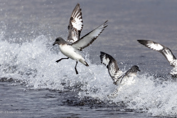 OTL22-25, Day 3, 0Q9A4147.jpg © Martin Anstee - Oceanwide Expeditions.jpg