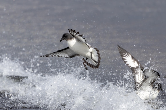 OTL22-25, Day 3, 0Q9A4150.jpg © Martin Anstee - Oceanwide Expeditions.jpg