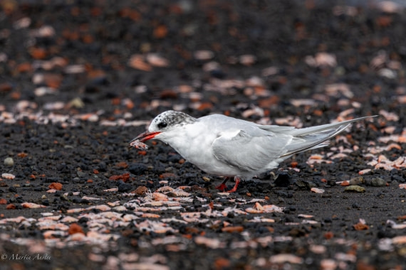 OTL22-25, Day 3, 0Q9A4319.jpg © Martin Anstee - Oceanwide Expeditions.jpg