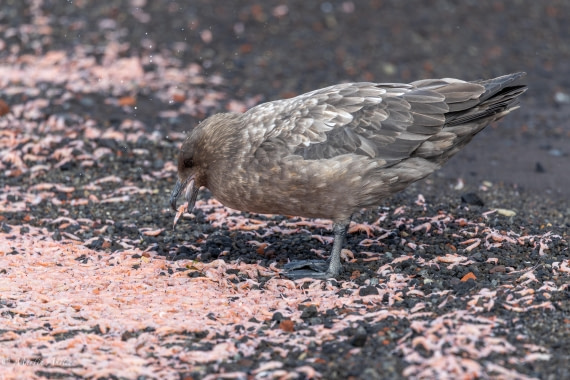 OTL22-25, Day 3, 0Q9A4497.jpg © Martin Anstee - Oceanwide Expeditions.jpg