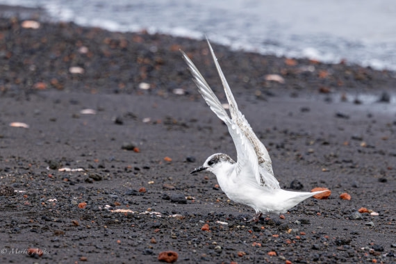 OTL22-25, Day 3, 0Q9A4574.jpg © Martin Anstee - Oceanwide Expeditions.jpg