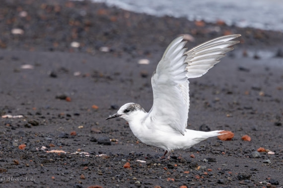 OTL22-25, Day 3, 0Q9A4579.jpg © Martin Anstee - Oceanwide Expeditions.jpg