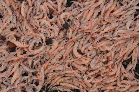 OTL22-25, Day 3, 13Nov2025-Gary Miller-Whalers Bay-krill.JPG © Gary Miller - Oceanwide Expeditions.JPG