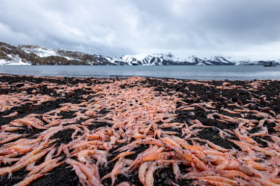 OTL22-25, Day 3, 095A5510.jpg © Gary Miller - Oceanwide Expeditions.jpg