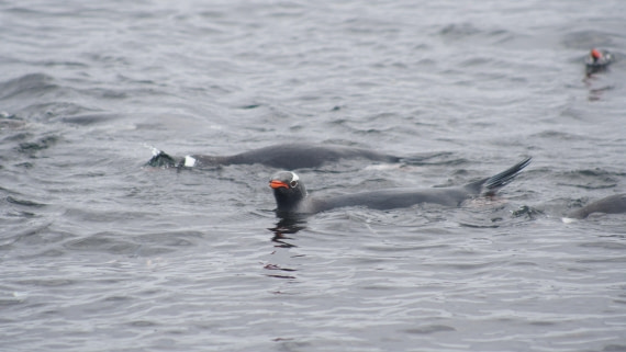 OTL22-25, Day 3, DSC09795.JPG © Jess Owen - Oceanwide Expeditions.JPG