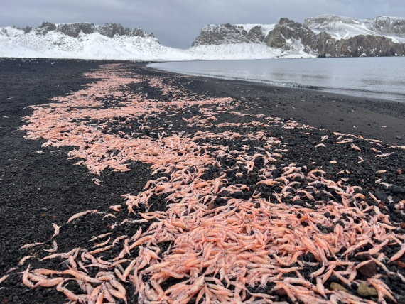 OTL22-25, Day 3, IMG_2223.jpg © Jess Owen - Oceanwide Expeditions.jpg