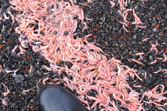 OTL22-25, Day 3, IMG_5295.JPG © Beth Hitchcock - Oceanwide Expeditions.JPG