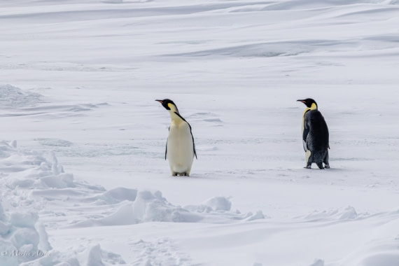 OTL22-25, Day 4, 0Q9A4679.jpg © Martin Anstee - Oceanwide Expeditions.jpg