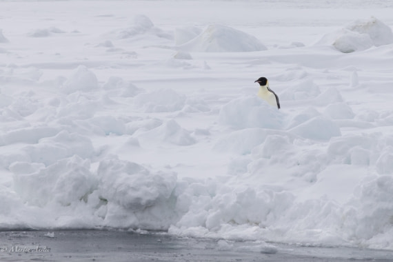 OTL22-25, Day 4, 0Q9A4682.jpg © Martin Anstee - Oceanwide Expeditions.jpg