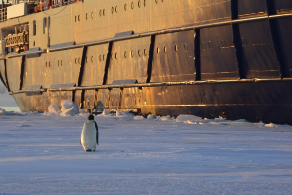 OTL22-25, Day 4, 14Nov2025-Gary Miller-Emperor near Ortelius closeup.JPG © Gary Miller - Oceanwide Expeditions.JPG