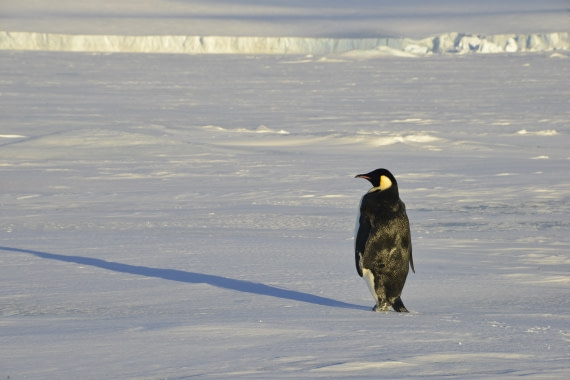 OTL22-25, Day 4, 14Nov2025-Gary Miller-Emperor near ship.JPG © Gary Miller - Oceanwide Expeditions.JPG