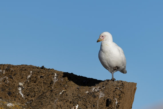 OTL22-25, Day 5, 0Q9A4768.jpg © Martin Anstee - Oceanwide Expeditions.jpg