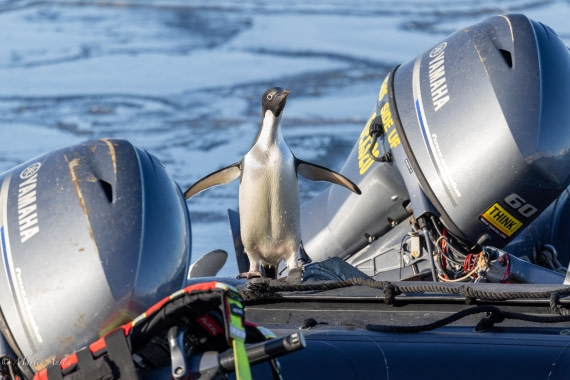 OTL22-25, Day 5, 0Q9A4780.jpg © Martin Anstee - Oceanwide Expeditions.jpg